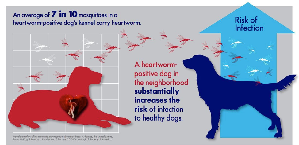 heartworm risk