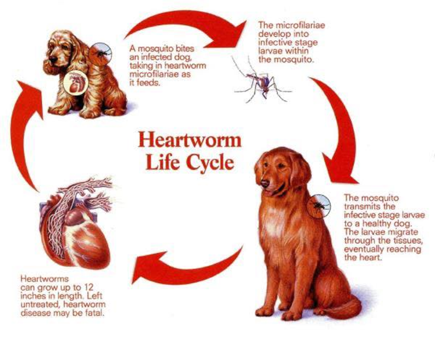 heartworm life cycle